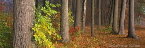 White Pines in Fog