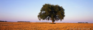 Tree in Wheatfield