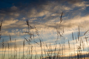 Indian Grass at Dusk