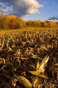 Picked Cornfield
