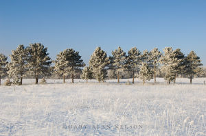 Hoar Frost on Pines and Prairie