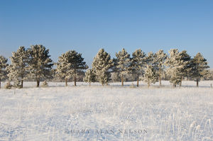 Hoar Frost on Pines and Prairie