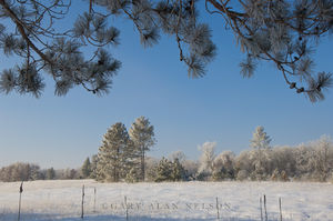 Hoar frost on Pines and Prairie