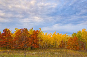 Aspens, Oaks and Sky