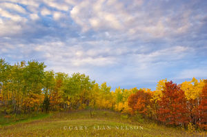 Strip of Color in Autumn
