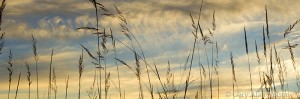 Indiangrass Silhouette