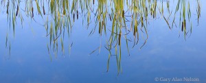 Cattails Reflecting in Moon Lake