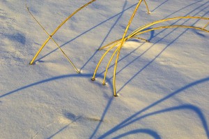 Bullrushes and Shadows