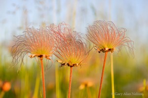 Prairie Smoke