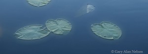 Lily Pads