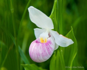 Pink Ladyslipper
