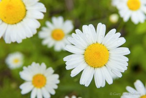 Daisies