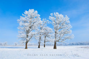 Group of Oaks with Hoar Frost
