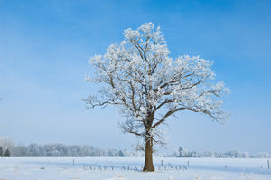 Hoar Frost on Oak Savannah