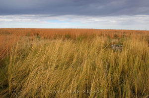 Prairie Grass