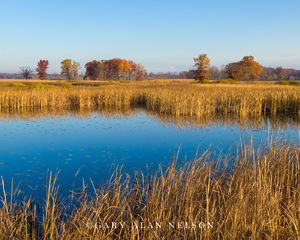 Cattail Marsh in Autumn