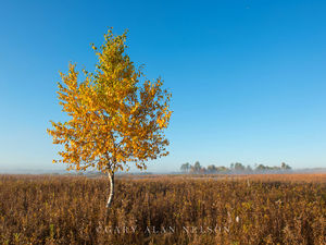 Birch on the Prairie