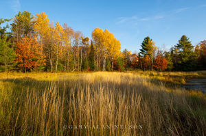 Grasses and Trees in Autumn