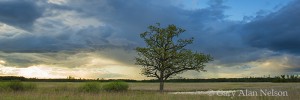 Lone Tree under Clouds