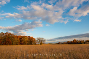 Prairie grasses and woods in autumn
