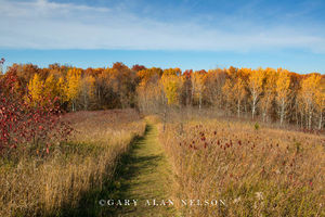 Prairie and woods in autumn