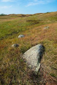 Glacial erratics on a moraine