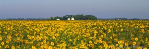 Sunflowers and Farm