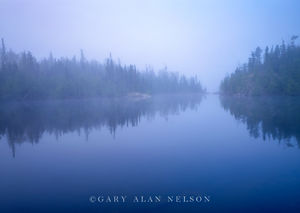 Fog and Pines on Seagull Lake