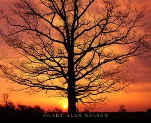 Sunrise under Oak Tree