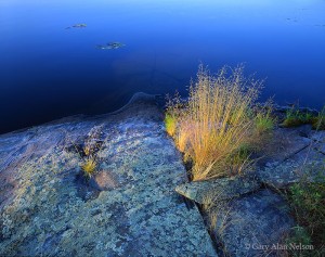 Grass and Rock