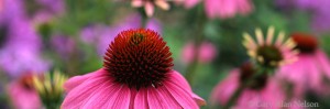 Purple Coneflowers