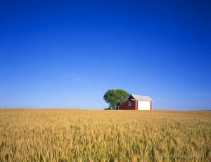 Wheat and barn
