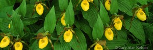 Yellow Ladyslippers