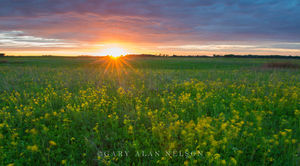 Sunset and Golden Alexanders