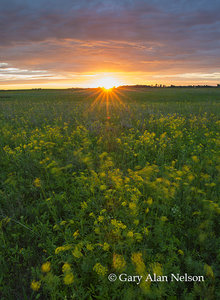 Sunset and Golden Alexanders