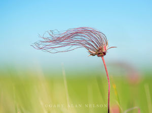 Prairie Smoke and Sky