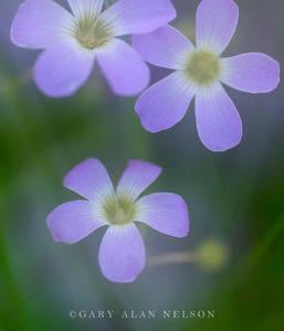 Violet Wood-Sorrel