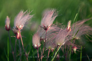 Group of Prairie Smoke