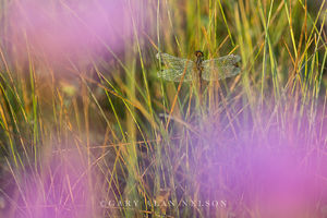 Dragonfly and Prairie Clover