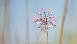 Prairie Onion and Sky