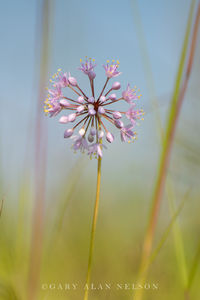 Prairie Onion and Sky