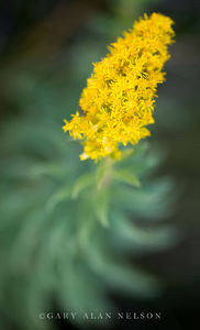 Goldenrod in Bloom