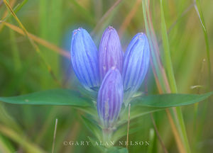 Bottle Gentian