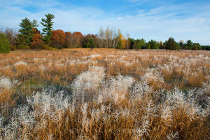 Hoar Frost and Prairie Grasses