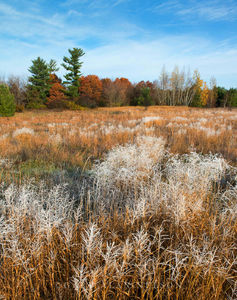 Hoar Frost and Prairie Grasses