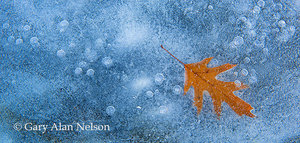 Oak Leaf Suspended in Ice