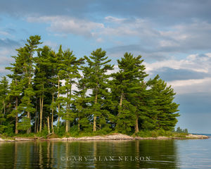 White Pines and Sky on Kabetogema
