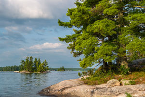 White Pines at Voyageurs National Park
