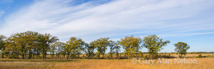 Trees and Clouds