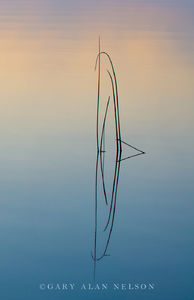 Bulrushes at dawn